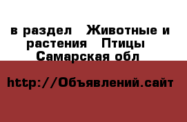  в раздел : Животные и растения » Птицы . Самарская обл.